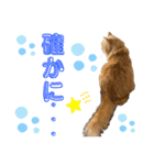 毎日使えるうちの子スタンプ第2段❣️（個別スタンプ：14）