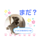 毎日使えるうちの子スタンプ第2段❣️（個別スタンプ：16）