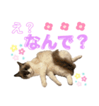 毎日使えるうちの子スタンプ第2段❣️（個別スタンプ：17）