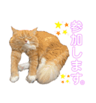 毎日使えるうちの子スタンプ第2段❣️（個別スタンプ：22）
