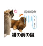 毎日使えるうちの子スタンプ第2段❣️（個別スタンプ：24）