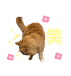 毎日使えるうちの子スタンプ第2段❣️（個別スタンプ：30）