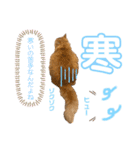 毎日使えるうちの子スタンプ第2段❣️（個別スタンプ：31）