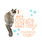 毎日使えるうちの子スタンプ第2段❣️（個別スタンプ：37）