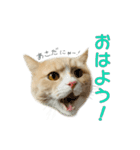 ぼくはロン。（個別スタンプ：1）