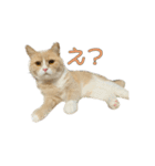 ぼくはロン。（個別スタンプ：6）