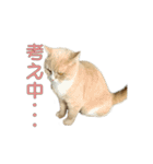 ぼくはロン。（個別スタンプ：16）