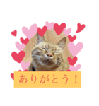 茶トラ猫☆あめくん☆1（個別スタンプ：1）