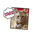 茶トラ猫☆あめくん☆1（個別スタンプ：2）