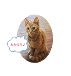 茶トラ猫☆あめくん☆1（個別スタンプ：4）