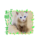 茶トラ猫☆あめくん☆1（個別スタンプ：5）