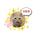 茶トラ猫☆あめくん☆1（個別スタンプ：7）