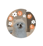 ポメラニアンもちの日常2（個別スタンプ：10）