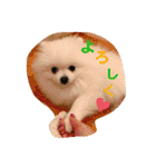 ポメラニアンもちの日常2（個別スタンプ：11）