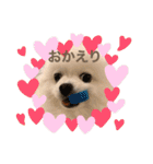 ポメラニアンもちの日常2（個別スタンプ：12）