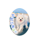ポメラニアンもちの日常2（個別スタンプ：13）