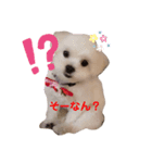 主に海ちゃスタンプ（個別スタンプ：3）