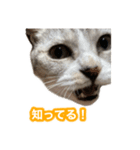 待ち合わせで使うかしら？（個別スタンプ：16）