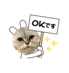 ゆるいねこのラムネとラスクのスタンプ（個別スタンプ：1）