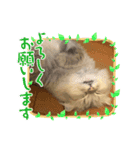 ゆるいねこのラムネとラスクのスタンプ（個別スタンプ：7）