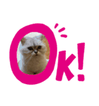 ゆるいねこのラムネとラスクのスタンプ（個別スタンプ：9）
