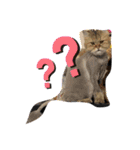 ゆるいねこのラムネとラスクのスタンプ（個別スタンプ：10）