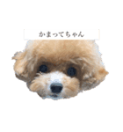 ココ＆サラ 2（個別スタンプ：5）