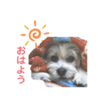 コタとパッチ（個別スタンプ：1）