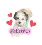 コタとパッチ（個別スタンプ：10）
