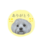 コタとパッチ（個別スタンプ：13）