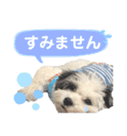 コタとパッチ（個別スタンプ：16）