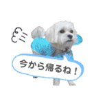 コタとパッチ（個別スタンプ：21）