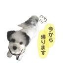 コタとパッチ（個別スタンプ：22）