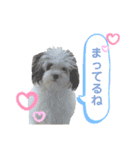 コタとパッチ（個別スタンプ：23）