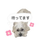 コタとパッチ（個別スタンプ：24）