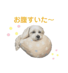 コタとパッチ（個別スタンプ：25）