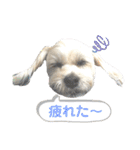 コタとパッチ（個別スタンプ：26）