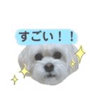 コタとパッチ（個別スタンプ：33）