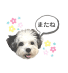 コタとパッチ（個別スタンプ：35）