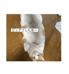 おデブのけんちゃん（個別スタンプ：2）