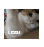 おデブのけんちゃん（個別スタンプ：3）