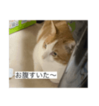 おデブのけんちゃん（個別スタンプ：4）