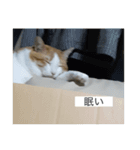 おデブのけんちゃん（個別スタンプ：5）