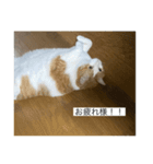 おデブのけんちゃん（個別スタンプ：7）
