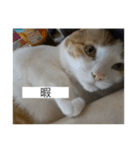 おデブのけんちゃん（個別スタンプ：8）