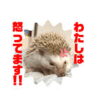 ちくちくちゃん①（個別スタンプ：5）