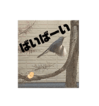ヒヨドリの楽園（個別スタンプ：3）