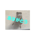 ヒヨドリの楽園（個別スタンプ：8）