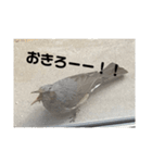ヒヨドリの楽園（個別スタンプ：12）