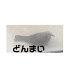 ヒヨドリの楽園（個別スタンプ：14）